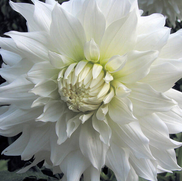 White Poster featuring the photograph White Dahlia Beauty #1 by Lora Fisher