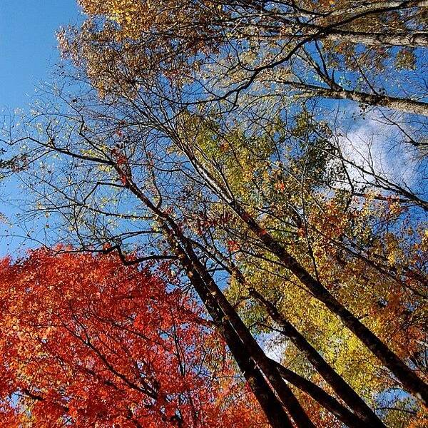 Outdoor Poster featuring the photograph Autumn Leaves - Nc #2 by Joel Lopez