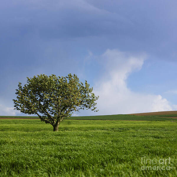 Wheat Poster featuring the photograph Cherry tree #2 by Bernard Jaubert