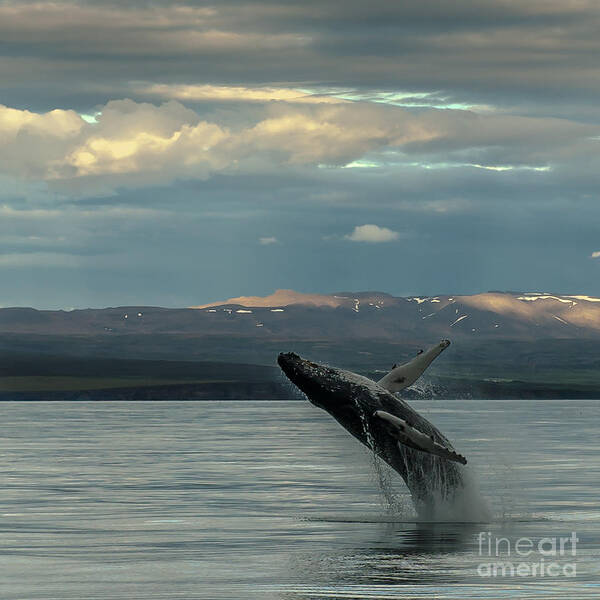 Humpback Whale Poster featuring the photograph Humpback Whale #2 by Jorgen Norgaard