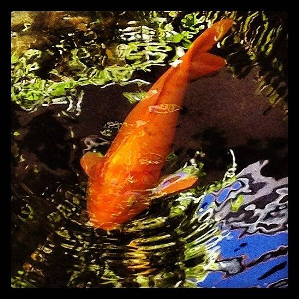 Fish Poster featuring the photograph Koi #2 by Darice Machel McGuire