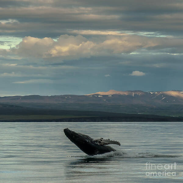 Humpback Whale Poster featuring the photograph Humpback Whale #7 by Jorgen Norgaard
