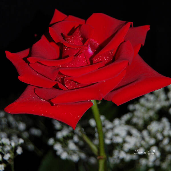 Rose Poster featuring the photograph A Rose for Suzanne by Suzanne Gaff