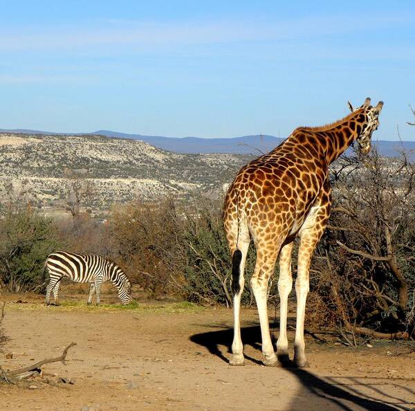 Giraffe Poster featuring the photograph African Safari in Arizona by Kim Galluzzo Wozniak