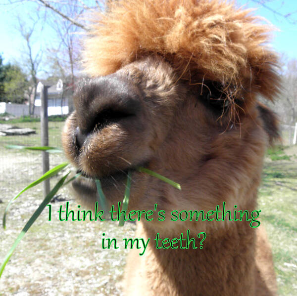 Alpaca Poster featuring the photograph Alpaca being silly by Kim Galluzzo