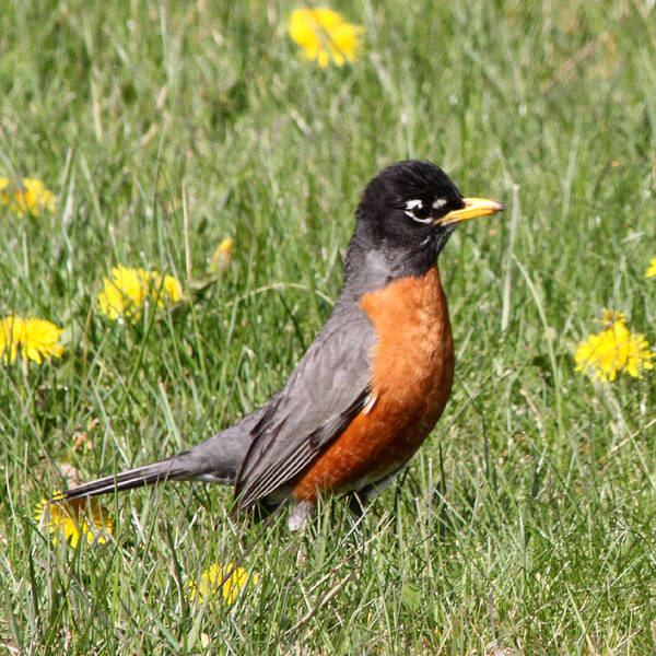 Robin Poster featuring the photograph American Robin by Mark J Seefeldt