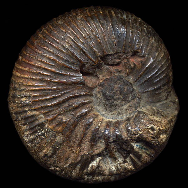 Fossil Poster featuring the photograph Ammonite Front by David Kleinsasser