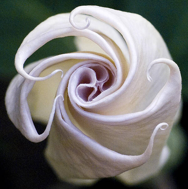 Angel Trumpet Poster featuring the photograph Angel Trumpet Blooms by Diane Giurco