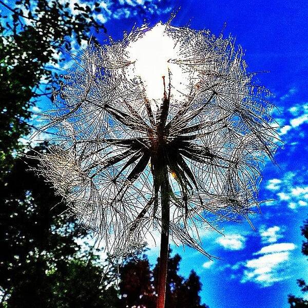  Poster featuring the photograph Another Dandelion With The Sun 😃 by Sean M