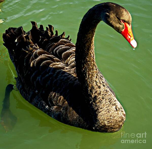 Blair Poster featuring the photograph Australian Black Swan by Blair Stuart