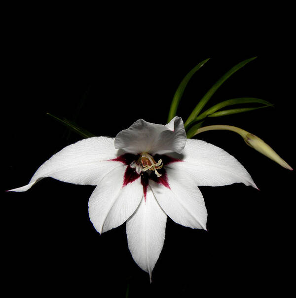 White Flower Poster featuring the photograph Bianco Floater by Kim Galluzzo