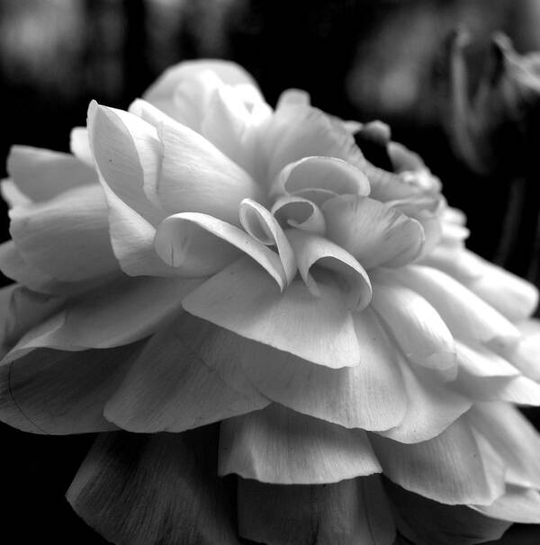 Ranunculus Poster featuring the photograph Black N White Beauty by Kim Galluzzo