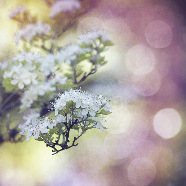 Texture Spring Blossom Bokeh Bloom White Green Blue Nature Poster featuring the mixed media Blossom by Joel Olives