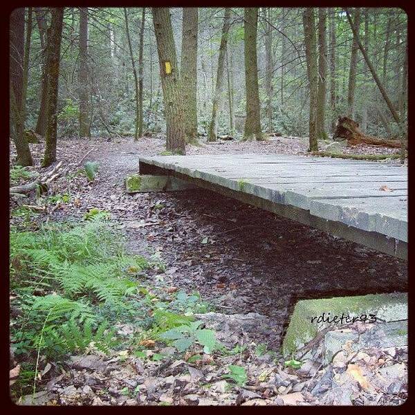 Bridge Poster featuring the photograph #bridge #woods #trees #trail #path by Ryan Dieter