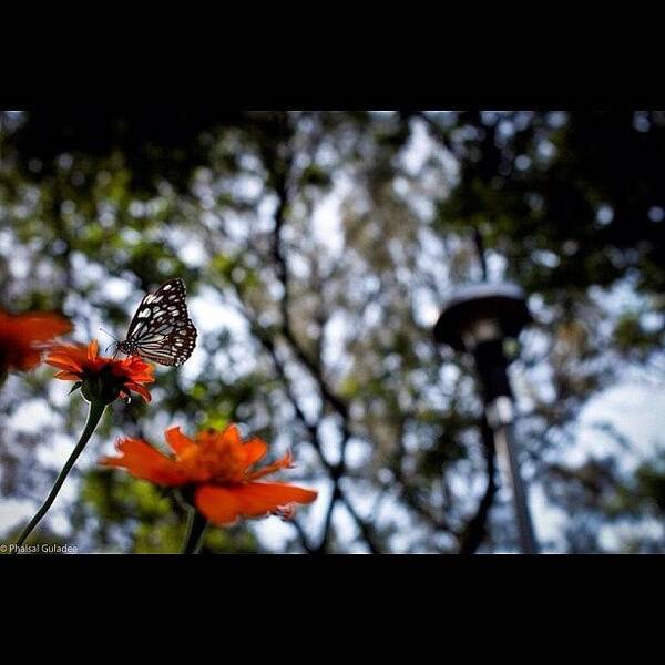 Beautiful Poster featuring the photograph Butterfly Fly Away by Phaisal Guladee