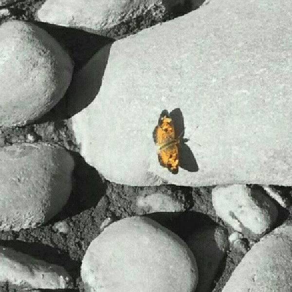 Butterfly Poster featuring the photograph #butterfly #riverrocks #color by Laura Vaillancourt