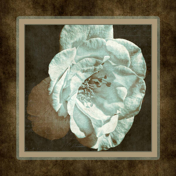 Vintage Rose Poster featuring the photograph Bygone Days by Bonnie Bruno