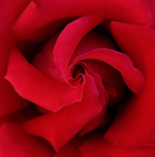 Rose Poster featuring the photograph Centered Red Rose by Dina Calvarese