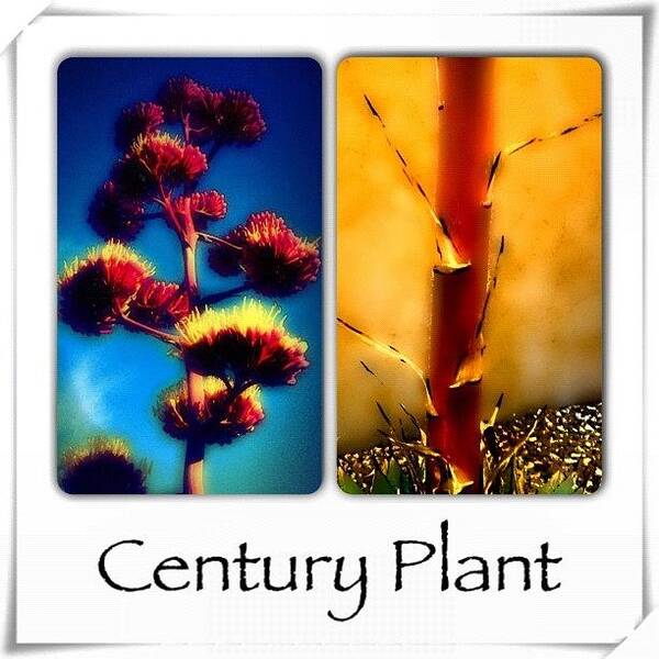 Webstsgram Poster featuring the photograph Century Plant - Top & Bottom by Paul Cutright