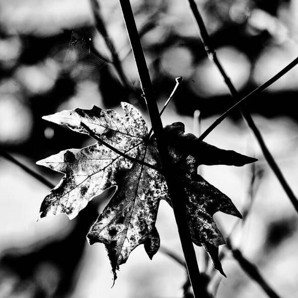 Black And White Leaf Poster featuring the photograph Clinging by Bonnie Bruno