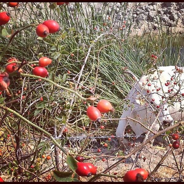 Plants Poster featuring the photograph #country #animal #cow #plants by Antonella Marani