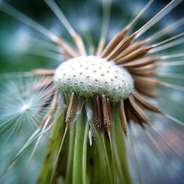 Theiphoneographersnetwork Poster featuring the photograph Dandelion. #macro #procamera #snapseed by Steven Bron