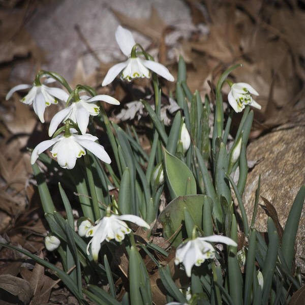 Galanthus Poster featuring the photograph Double Snowdrops Squared by Teresa Mucha