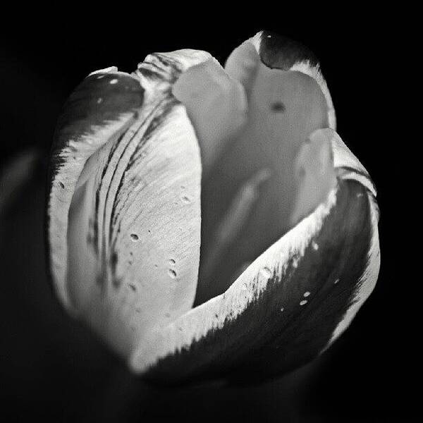 Blackandwhite Poster featuring the photograph Dwarf Tulip by Ben Smith