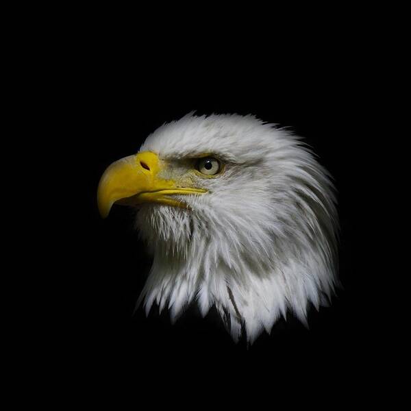 Bald Eagle Poster featuring the photograph Eagle Head by Steve McKinzie