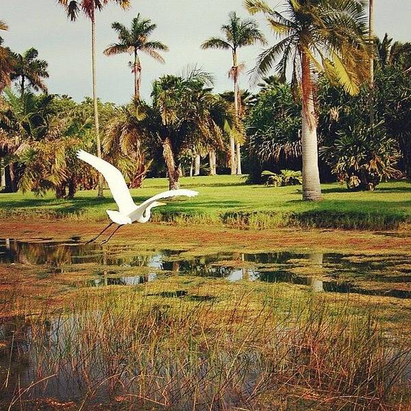 Fly Poster featuring the photograph En Vuelo by Joel Lopez