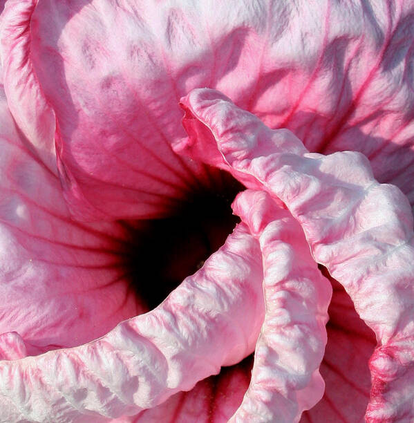 Hibiscus Poster featuring the photograph Fancy Hibiscus by Karen Harrison Brown