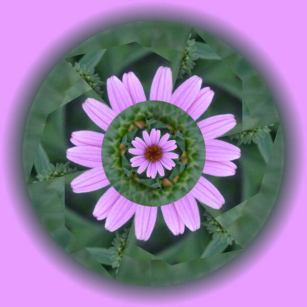 Flower Poster featuring the photograph Fantasy Flower by Linda Pope