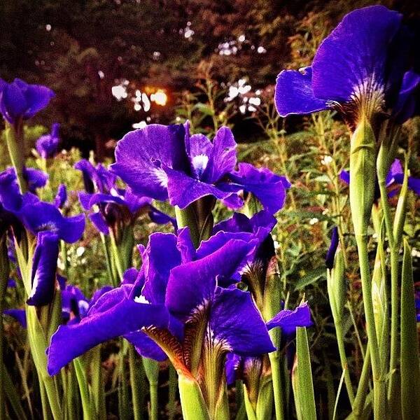 Iris Poster featuring the photograph Fort Tryon Park On A Saturday Night by Trey Rucker
