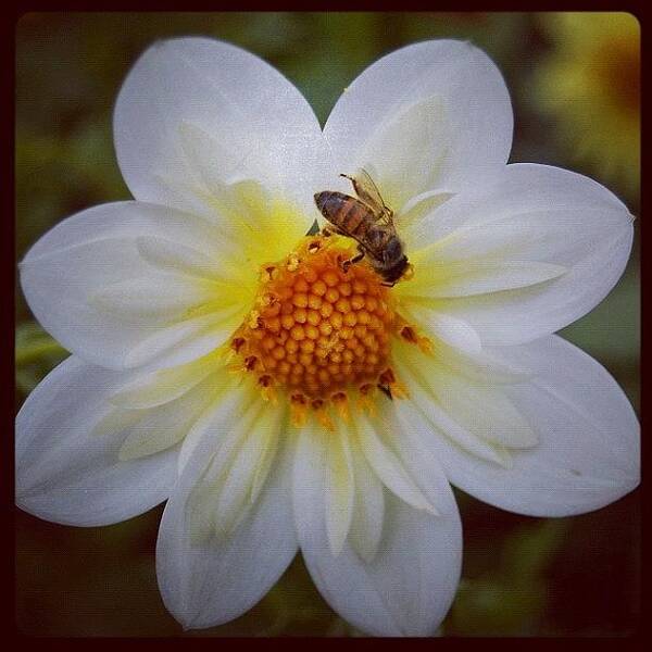 Flower Poster featuring the photograph Foto Macro, De Uma Flor ... #flower by Carlos Alberto