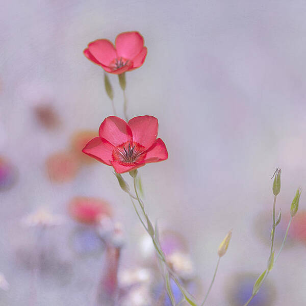 Spring Poster featuring the photograph Fresh Air by Joel Olives