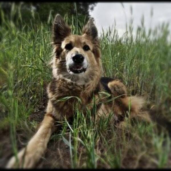 Field Poster featuring the photograph #frieda#dog#field#gras#scatterly by Silke Heyer