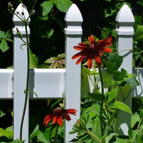 Flowers Poster featuring the photograph Gaillardia by Penni D'Aulerio