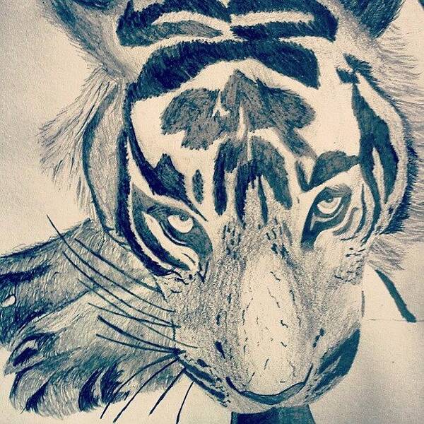 And Poster featuring the photograph #gcse #art #drawing #tiger #sketch by Hayden Walsh