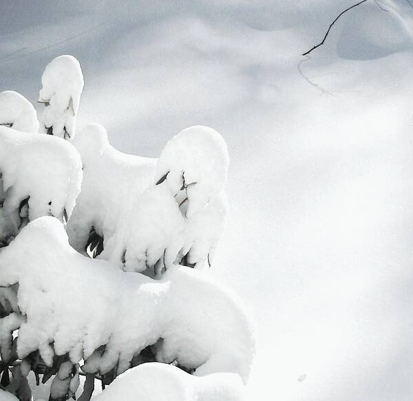 Winter Poster featuring the photograph Ghostly Snow Covered Bush by Pamela Hyde Wilson