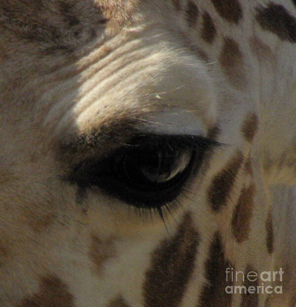 Giraffe Eye Poster featuring the photograph Giraffe eye by Kim Galluzzo Wozniak