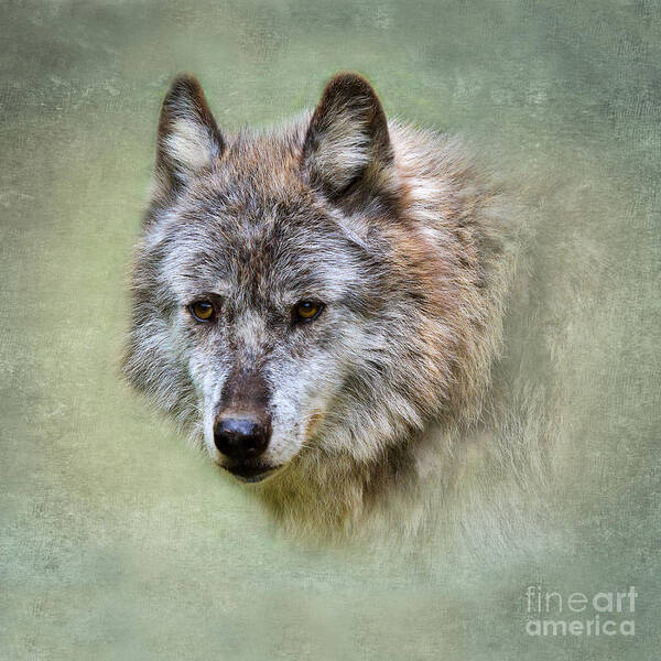 Wolf Poster featuring the photograph Grey wolf portrait by Louise Heusinkveld