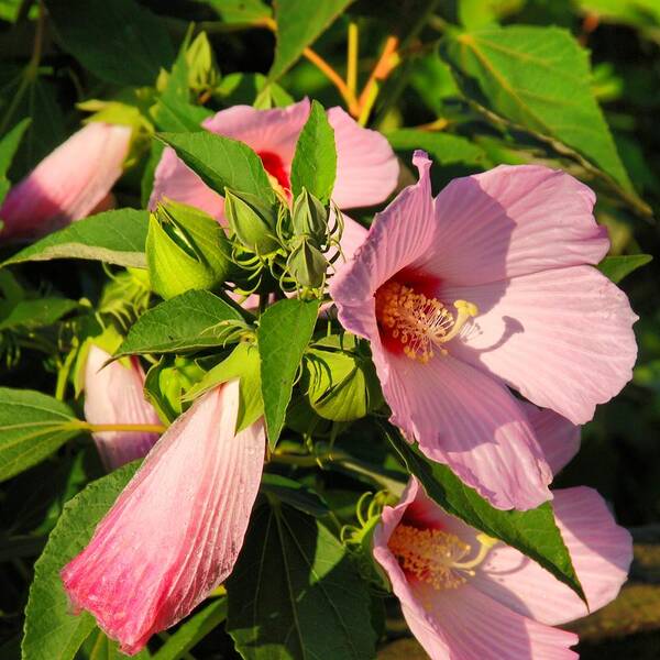 Hibiscus Poster featuring the photograph Hibiscus In Summer by Angie Tirado