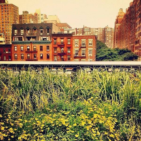 New York City Poster featuring the photograph High Line Wildflowers by Vivienne Gucwa