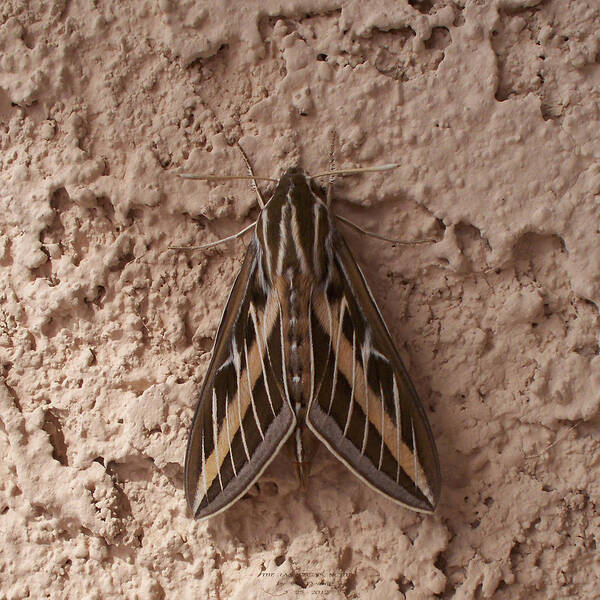 Moth Poster featuring the photograph Huge Moth On Stucco In Las Vegas by Carl Deaville