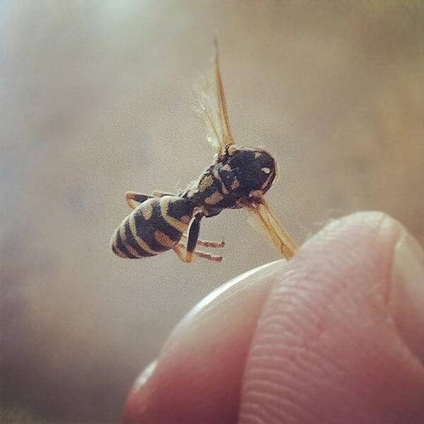 Tough Poster featuring the photograph I Caught This #wasp In Mid Air With My by Danny Lemaire