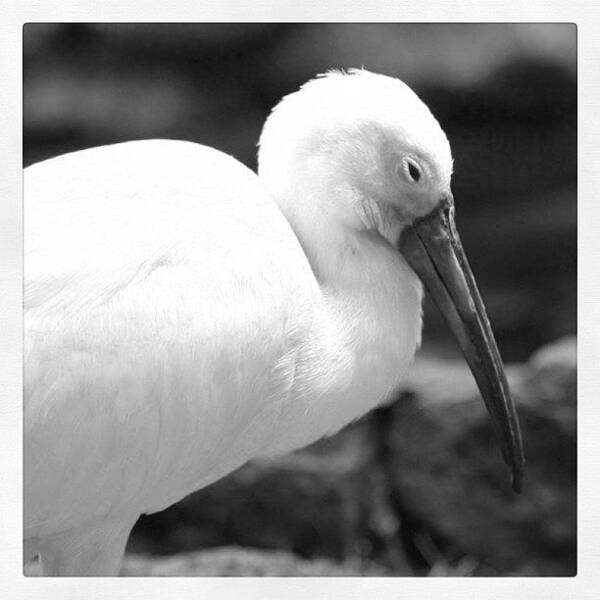 Black And White Poster featuring the photograph Ibis in BW by Justin Connor