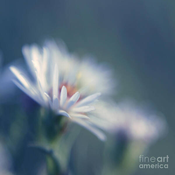 Daisy Poster featuring the photograph Innocence - 03 by Variance Collections