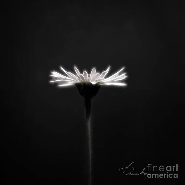 White Daisy Poster featuring the photograph Just Daisy by Danuta Bennett