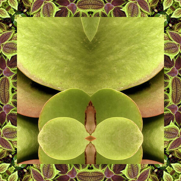 Nature Photography Poster featuring the photograph Kalanchoe Ally by Bell And Todd