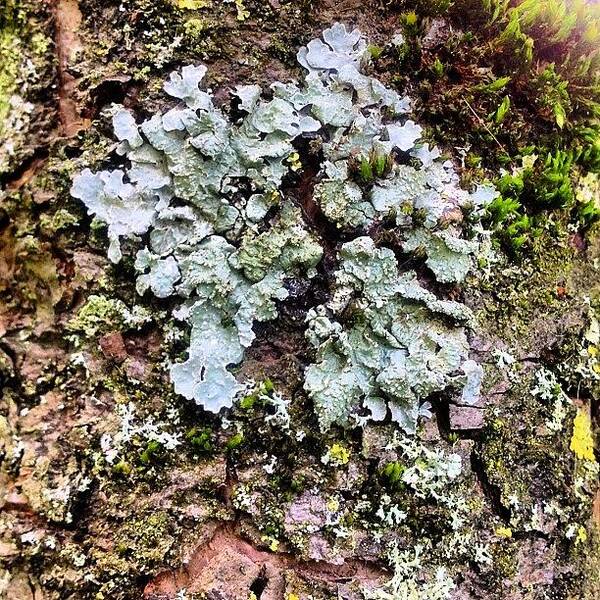 Lichen Poster featuring the photograph Lichen on Bark by Nic Squirrell